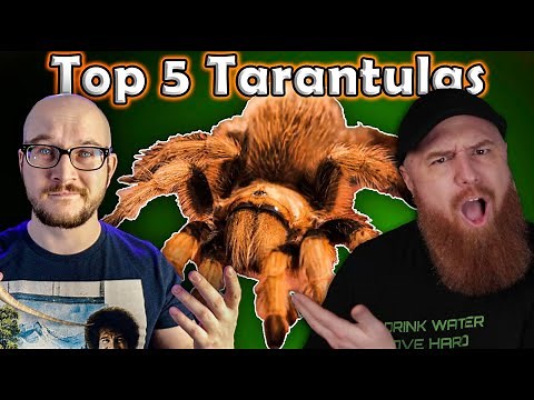 Top 5 BEST Tarantulas | Featuring The Tarantula Collective