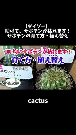 ダイソーのサボテン育て方：枯れないためのコツ