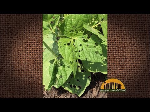 Q&A – What is eating holes in my green bean leaves?
