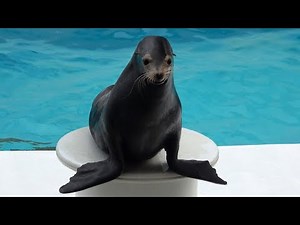 Sea Lion Show Kamogawa Sea World 【4K】