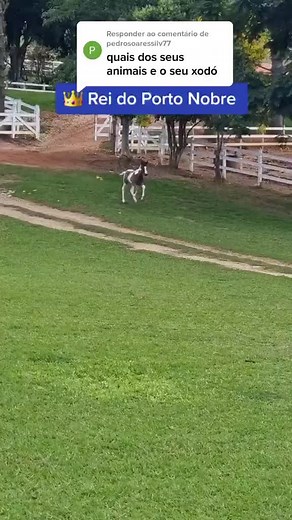 Playful Foal Frolicking in Grassy Field