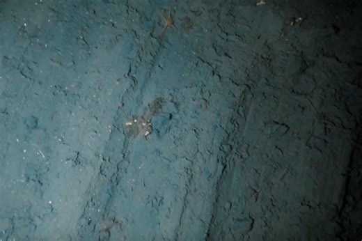 Scientists have filmed anchor damage in the Antarctic for the first time. Here’s what they saw | Discover Wildlife