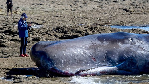 VIDÉO. Cachalot échoué, blessé, sur une plage de Loire-Atlantique : pourquoi l’euthanasie n'était pas possible ? | Presse Océan