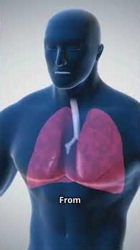 Cardiovascular System Fast Explained