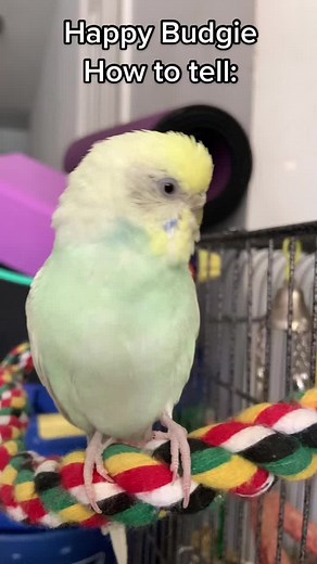Happy Budgies: Signs of a Happy Bird | Budgie Sounds & More