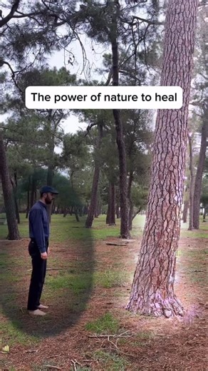 Rewild Be Free Life on Instagram: "Beautiful post by @lucem.pineal illustrating nature’s power to heal us. 🌎 The energy of trees helps us renew and cleanse the energy of our field. Some trees, like pine trees, are ideal for this, and infusions made with their fruits or leaves can greatly strengthen our immune system, among other benefits. Have you felt nature’s healing powers? rewilding rewild be free tree hugger nature nurtures natural remedy holistic health return to nature aura farming earth