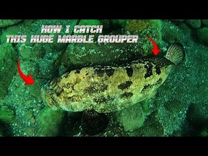 CATCHING BIG GROUPER IN 7 METERS || CATCH 'N COOK || SPEARFISHING PHILIPPINES || BANTON, ROMBLON!😱💪🎯