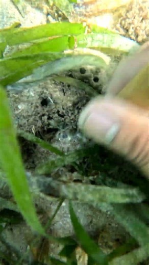 This is how to hunt Bog-atan shell 🐚 #seaadventure #seashell