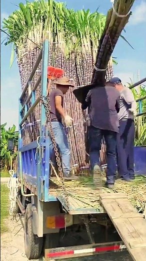 The process of loading and storing sugar cane on a truck