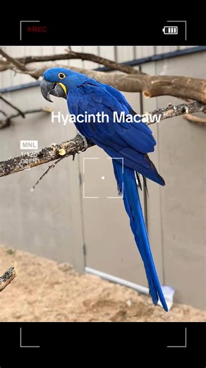 Hyacinth Macaw: The World's Largest Flying Parrot