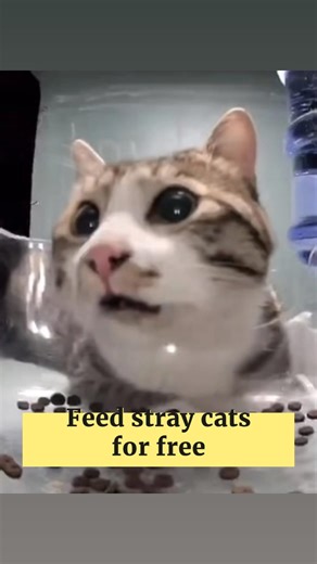 Purrrr_APP on Instagram: "Feed Stray Cats for Free！ /// -Download Purrrr and Get Welcome Gifts for New Users! -Remember to check in daily for even more rewards! -Refer Friends to Get 77 Coins！ 💕To learn more, please click the video! 🐱Click the link in our bio to download and enjoy a free feeding! The stray cats will be grateful! 🐾 #catscamera #purrrr #purrrrapp #cats #cute"