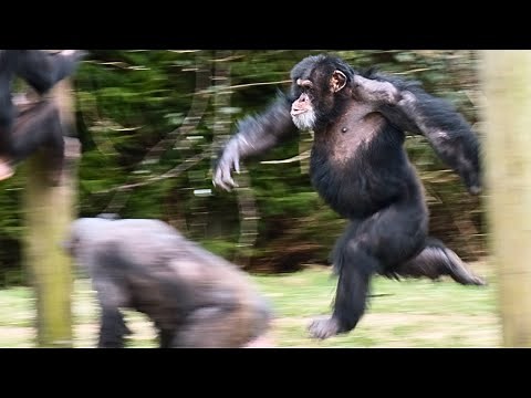 Incredible Chimpanzee Runs Like A Human!