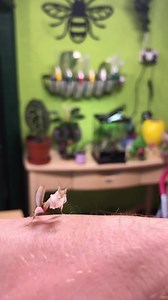 My baby orchid mantis ‘Lily’ 🌸 aka Lily Savage…a very friendly and responsive little one, comes straight to your hand looking for food 🪳 | The Little Plant Pot