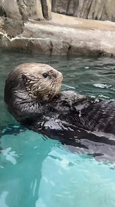 6.1K views · 677 reactions | Sea otter cam. 簾 | Pittsburgh Zoo & Aquarium | Facebook