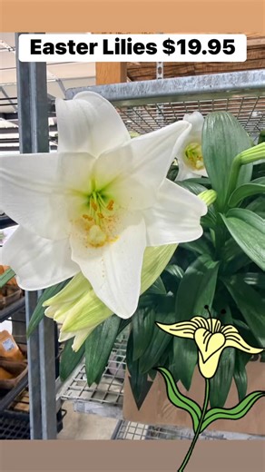 Springtown Garden Center on Reels