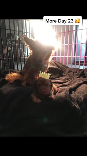 More Day 23! #dachshund #dachshundsoftiktok #pomeranianmix #puppy #dachshundpuppy #dachshundmix #minidachshund