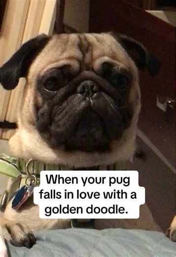 Mr. Gomez The Pug | Happy Dog on TikTok