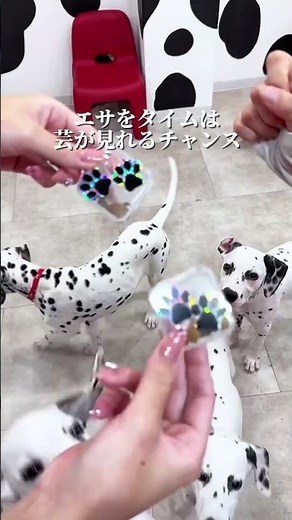 リアル101匹わんちゃん