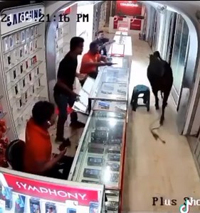 19K views · 175 reactions | #Viral_video Cow needs iPhone 13 pro max.....  | Mobile bazaar fan club | Facebook