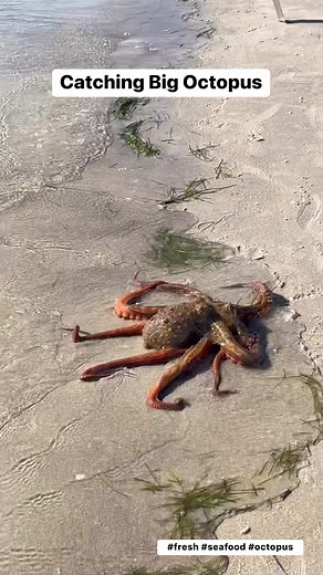 Wow Catching Big Octopus | Fresh Seafood | Fishing Lucky Day #goodcatch #fresh #fishing #octopus #good #lucky #catching #seafood #seafoodlover #seaside #catchandrelease #catchoftheday #Amazing #seacreatures | Pinoy Vlog in New Zealand