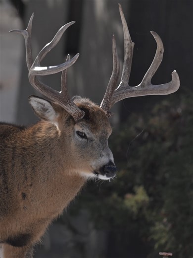 Understanding Deer Aggressiveness in Nature