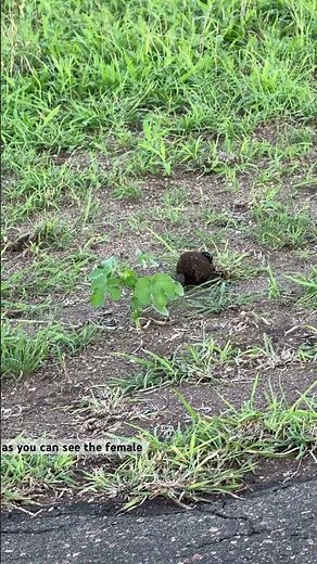 Dung a Dung Beetle’s love language | African Safari | Kruger National Park | Elephant | #strongest