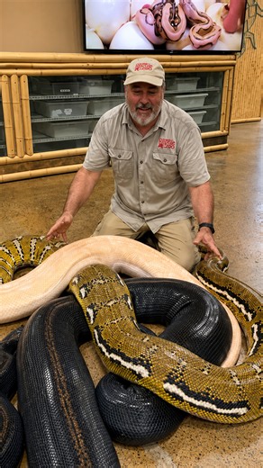 Witness the incredible size and power of these mature giant pythons
