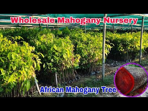 अफ़्रीकी महोगनी के पौधे उपलब्ध हैं || Mahogany farming || Mahogany Plant Available