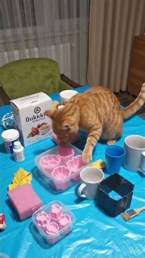 #cat #catvideos #yavruhayvanlar