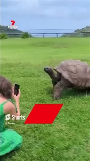 Meet the oldest living land animal in the world