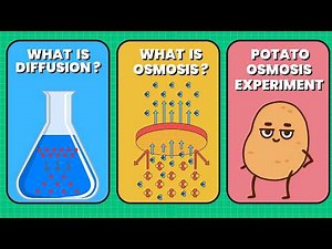 The Science of Diffusion and Osmosis: Potato Experiment Explained! | STEM Experiment