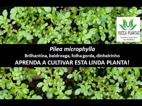 PILEA MICROPHYLLA- Purslane, purslane or fat leaf-
