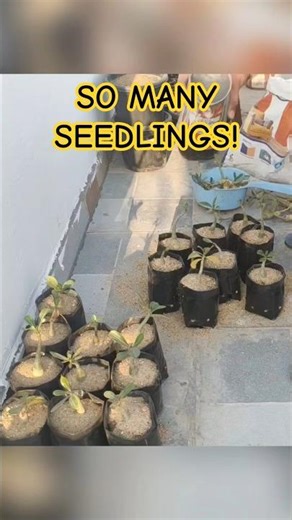 Bulk Transplanting Adenium Seedlings | From Tray to Pots