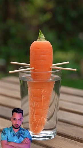 Grow carrots in your garden Part 2 😱 #lifehack | Growing Carrots