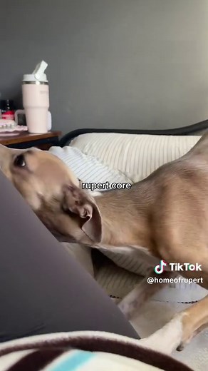 Italian Greyhound Puppies: Adorable Moments with Rupert