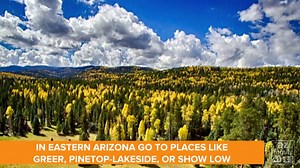 71K views · 309 reactions | FALL LEAF SEASON! It's time to check out...