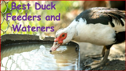 TOP 9 Best Duck Feeders And 6 Best Duck Waterers