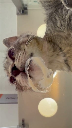 💋 It's Galentine's Day, and our kittens are celebrating with L-O-V-E! aspca.org/adopt