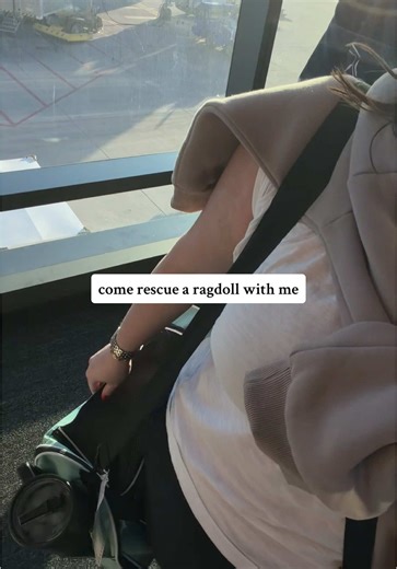 Rescue a Ragdoll Cat: A Heartfelt Journey