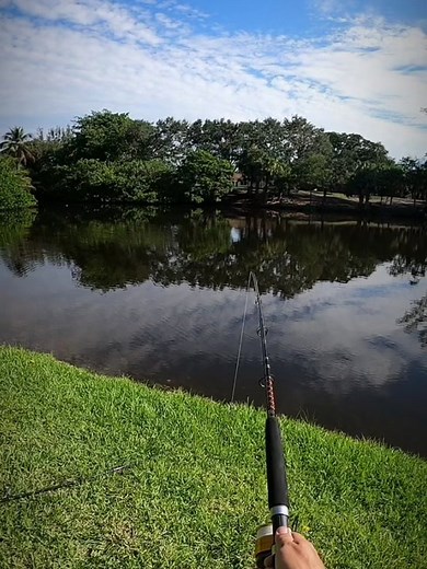 This isn’t my first time at this body of water between the boat on the bottom and the multiple downed trees. It’s a hectic place to catch an alligator. I had to keep the heat on him the whole time, not allowing him to pull any line. He tore my hand up, but we got him!! ##liveaction##nuisancegator##trapper##trapperlife##caughtslippin##fyp##ilovemyjob##firstcast##florida##floridaproblems##boca##cantstopwontstop