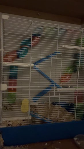 Improvements in Hamster Care with India’s Hamster Rescue UK