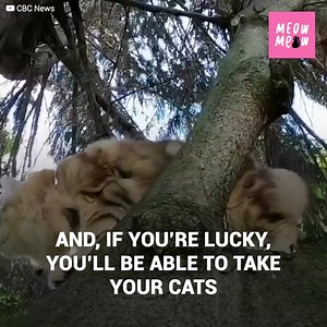 Cats on leashes have become increasingly popular, and while we all agree that they look adorable, many wonder what the pros and cons of walking your cat are... and there are quite a few things to seriously consider. | Meow Meow