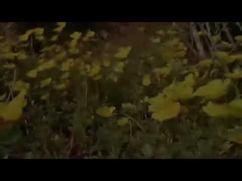 The Beauty of a Butterfly in Flight 🦋