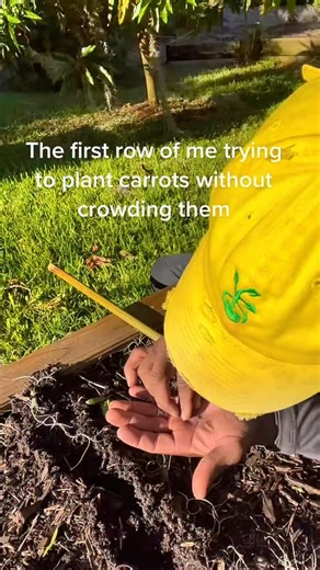 How I plant carrot seeds #carrots #seeds #planting #plantingseeds #funny #andrethefarmer | Andre The Farmer