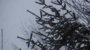 Snowing in the forest. Frosty spruce tree in snow isolated on white. Snow falling on the spruce branches. Closeup of fir tree covered with snow.