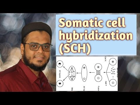 Somatic Cell Hybridization (SCH) | Human and Mouse Hybrid Cell | Hybridoma Cells | Ziyaans Biology