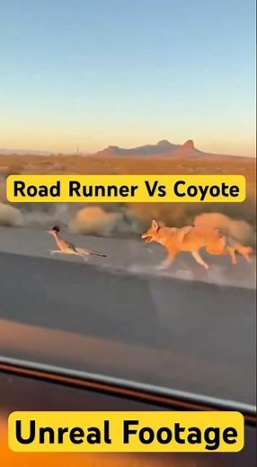 Road Runner Humiliates Coyote in Real Life 😂 (Insane Footage) #funnyanimal #funny