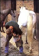 Understanding shivering - Horse & Hound