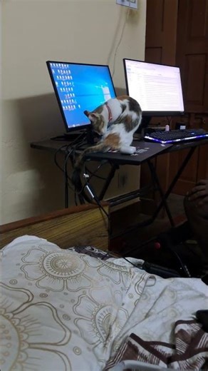 violet on computer table