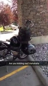 12K views · 183 reactions | Just found the coolest dog in the world | Scruffy Swanks | Facebook